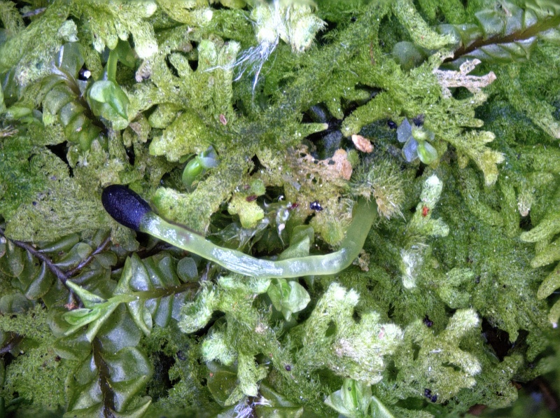 Trichocolea tomentella